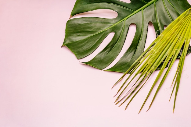 Monstera and palm leaves on pink background