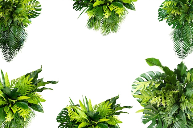 Monstera and palm and tropical leaves foliage plant bush floral arrangement nature backdrop isolated