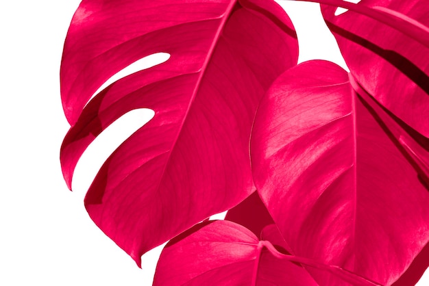 Monstera plant Achtergrond Viva magenta florale achtergrond Kleur van het jaar Monstera deliciosa