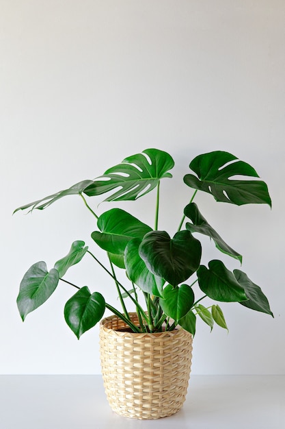 Monstera plant binnen op witte muur achtergrond