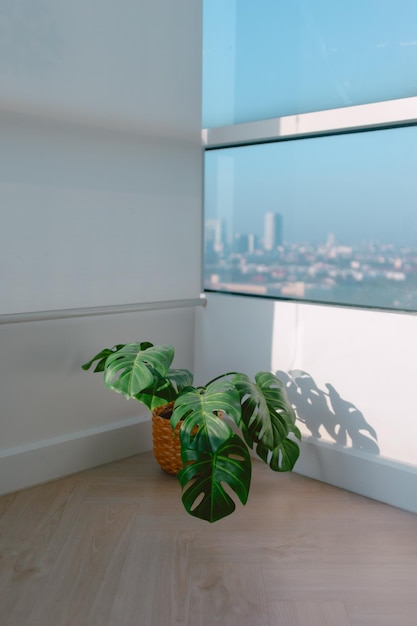 Monstera plant geplaatst op het balkon met ochtend zonlicht