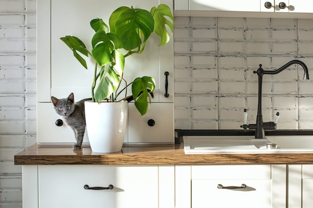 Monstera plant in een witte pot op een witte keuken en kleine grijze huiskat Huisplant en huisdieren