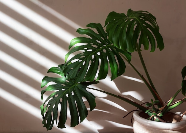 Monstera-plant in een witte pot wordt verlicht door licht vanuit een raam met schaduwrijke jaloezieën.