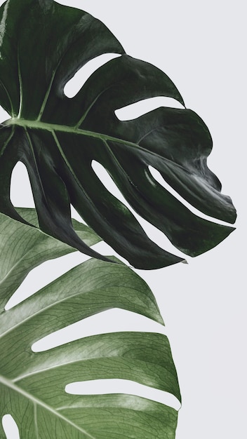 Monstera plant leaf background