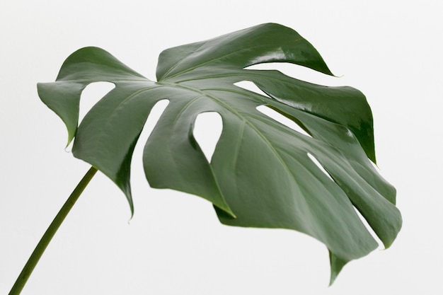 Monstera plant leaf on a white background