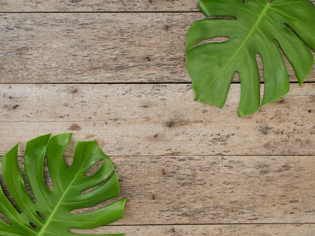 monstera plant leaves, tropical evergreen vines isolated on the old wooden background, top view