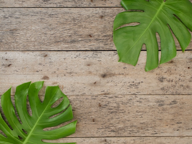 Monstera plant leaves, tropical evergreen vines isolated on the old wooden background, top view