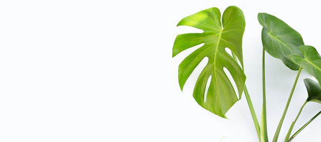 Monstera plant leaves on white background