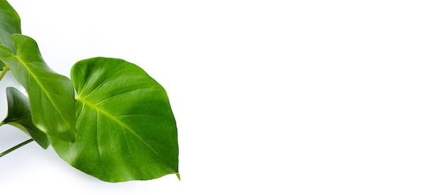 Monstera plant leaves on white background