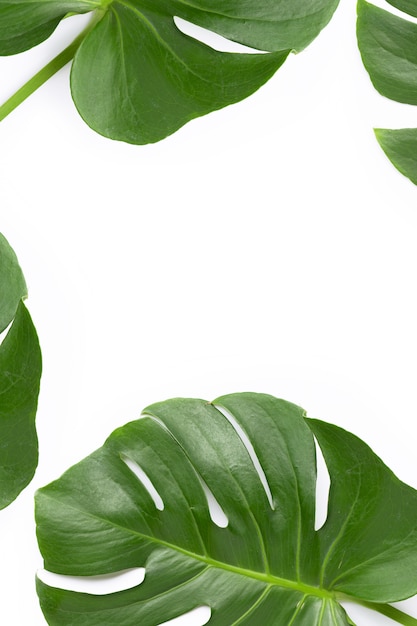 Monstera plant leaves on white background