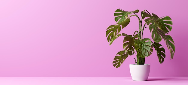 Monstera plant on pink 3d illustration