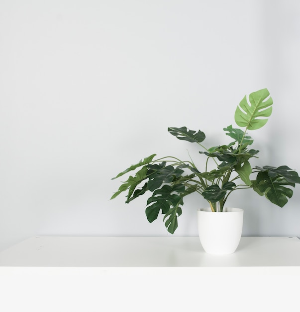 Monstera plant in the pot with many leafs