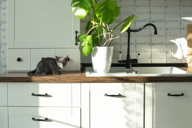 Pianta di monstera in un vaso bianco su una cucina bianca e un piccolo gatto domestico grigio pianta e pe