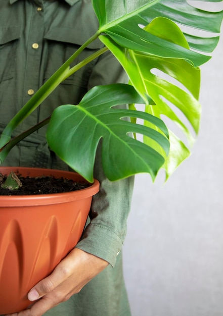 Foto pianta monstera