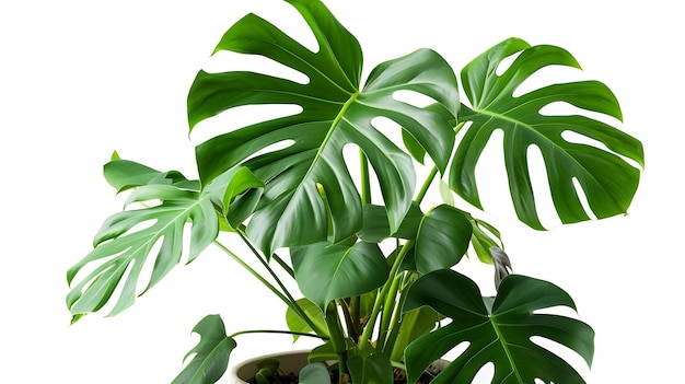 색 바탕에 고립된 비에 있는 몬스테라 (Monstera) 열대 잎이나 하우스의 클로즈업 (Close-up of tropical leaves or housep)