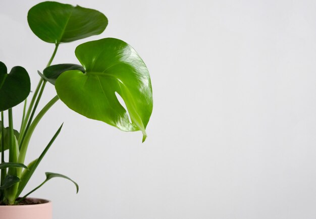 monstera in pot on white background home gardening minimalist trendy concept close up copy space