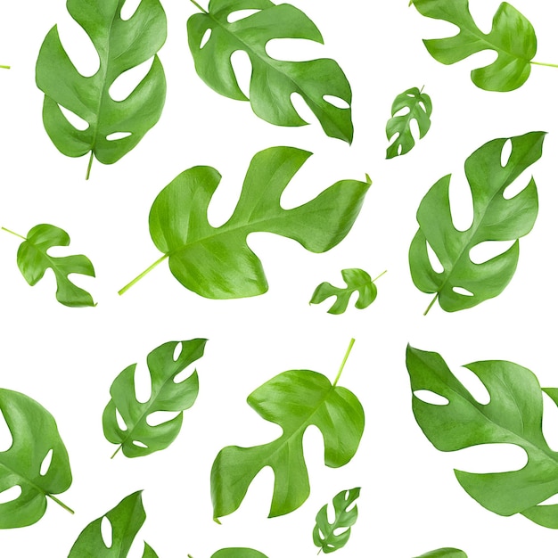 Monstera Rhaphidophora tetrasperma leaves on white seamless pattern