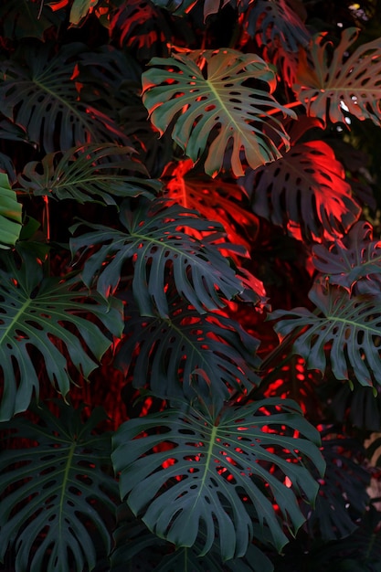 Monstera swiss cheese plant leaves in red neon light caring for houseplants for trendy home garden