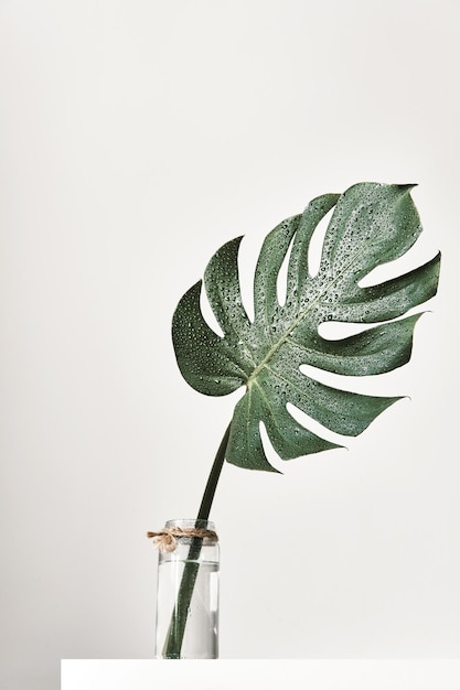 Monstera tropisch blad in glazen vaas staande op witte tafel vooraanzicht Moderne esthetiek minimaal interieur