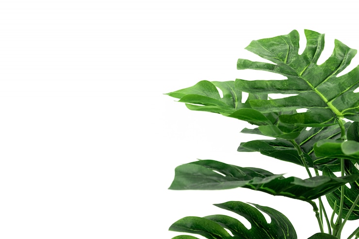 Foto monstera tropische palmbladen