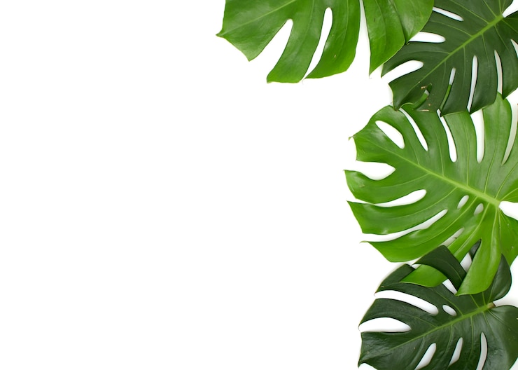 Foto monstera verlaat geïsoleerd