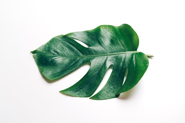 Monstera vertrekken op kleurentafel