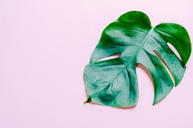 Monstera vertrekt op kleur