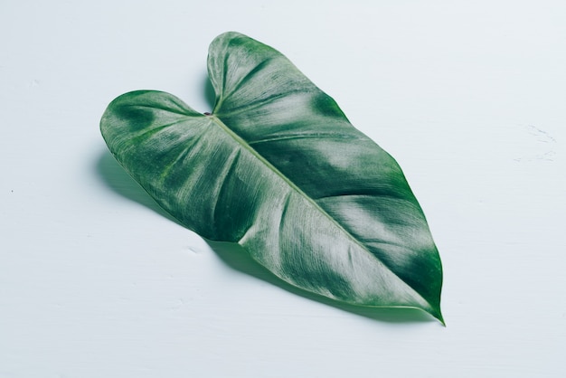 Monstera vertrekt