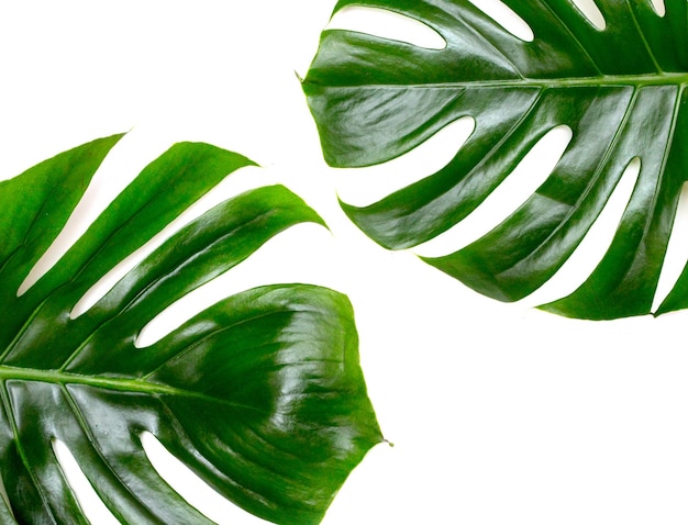 monstera on white background