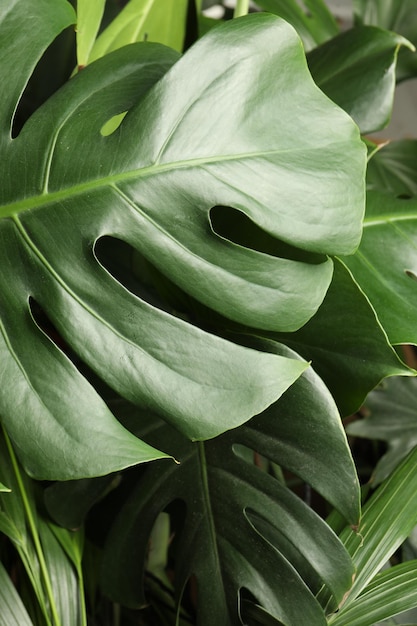 Monstera with lush leaves closeup Tropical plant