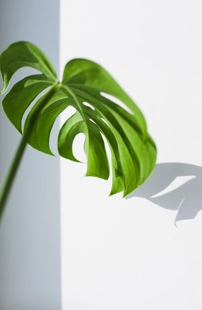 monstera