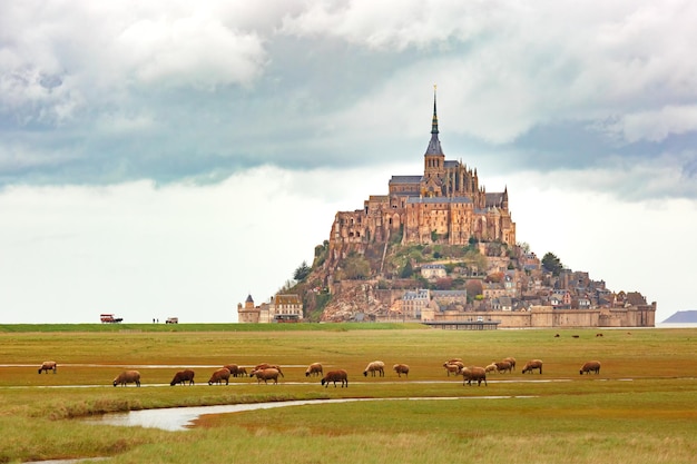 Mont saint michel en schapen normandië frankrijk