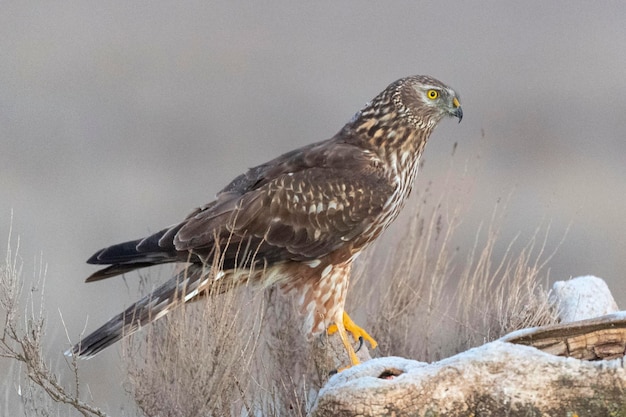 Montagus harrier Circus pygargusToledoスペイン