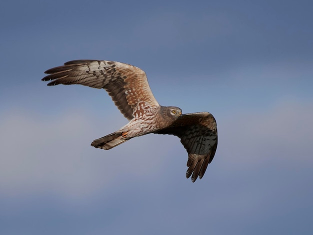 Montagus harrier Circus pygargus