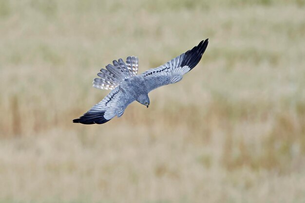 Montagus harrier Circus pygargus