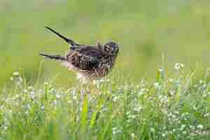 Photo montagus harrier female within her breeding territory in a cereal steppe at the first light