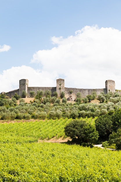 Monteriggioni, Tuscany region, Italy. Wineyard in front of the ancient medieval walls