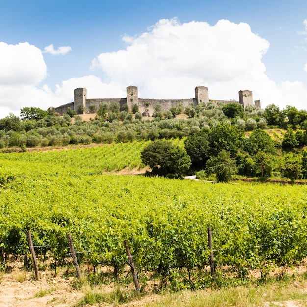 Monteriggioni, Tuscany region, Italy. Wineyard in front of the ancient medieval walls