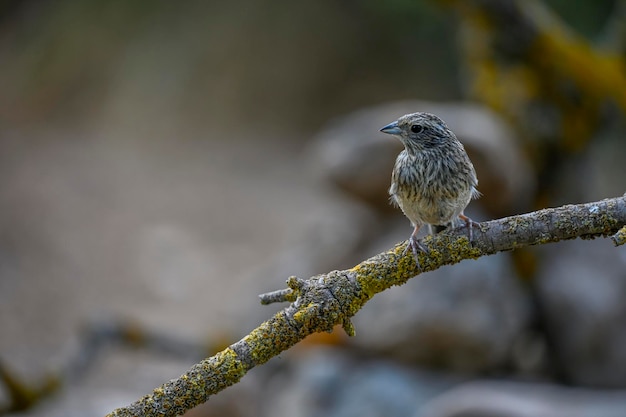 Montesinos bunting or Emberiza cia passerine scribe family