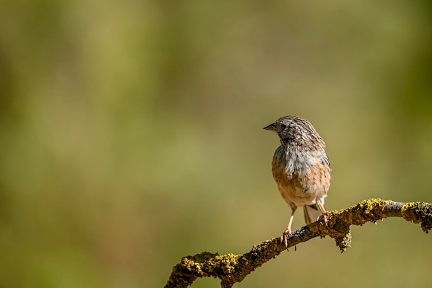 Овсянка Монтесинос или семейство воробьиных писцов Emberiza cia