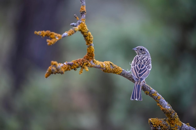 Montesinos gors of Emberiza cia passerine schrijver familie