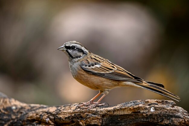 Montesinos gors of Emberiza cia passerine schrijver familie