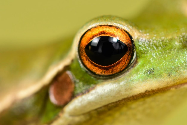 Photo montevideo treefrog hyla pulchela la pampa patagoniaargentina