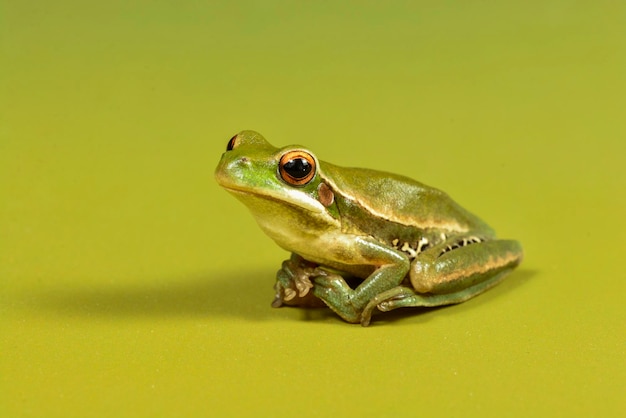 Древесная лягушка Монтевидео Hyla Pulchela La Pampa PatagoniaArgentina