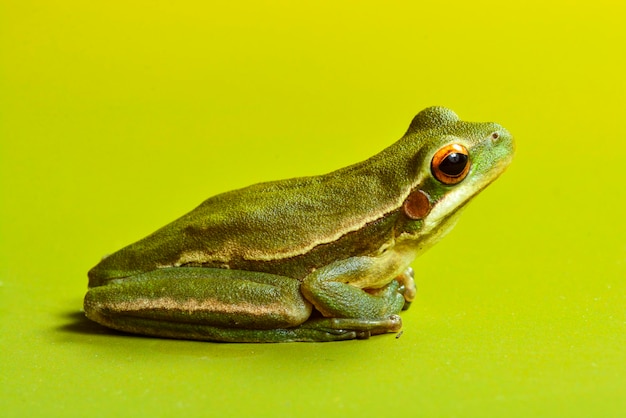 Montevideo treefrog hyla pulchela la pampa patagoniaargentina