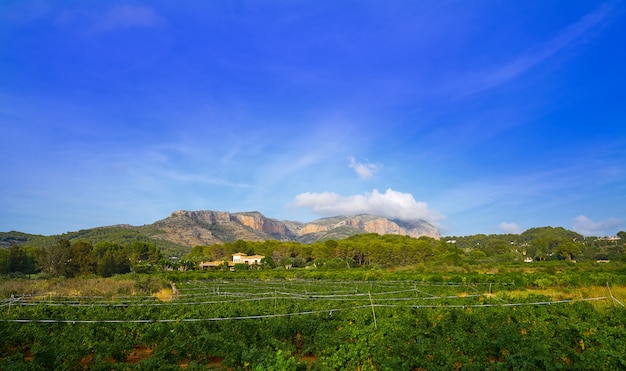 Montgo mountain and vineyards in Spain