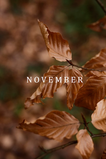 Month of november collage