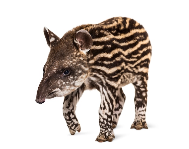 Month old Brazilian tapir standing in front of white surface