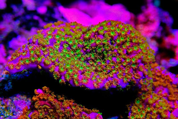 클로즈업 샷의 Montipora sp 산호(Montipora undata)