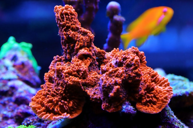 Коралл Montipora sps в аквариуме с морским рифом